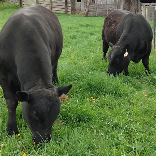 OUR CATTLE