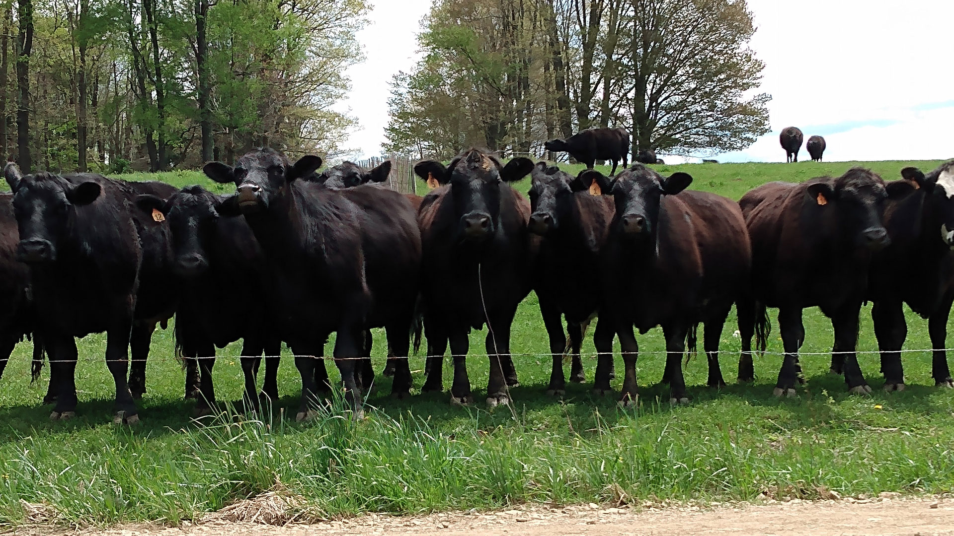 A Generational Commitment& Pride in Our Farm